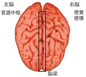 脳の構造