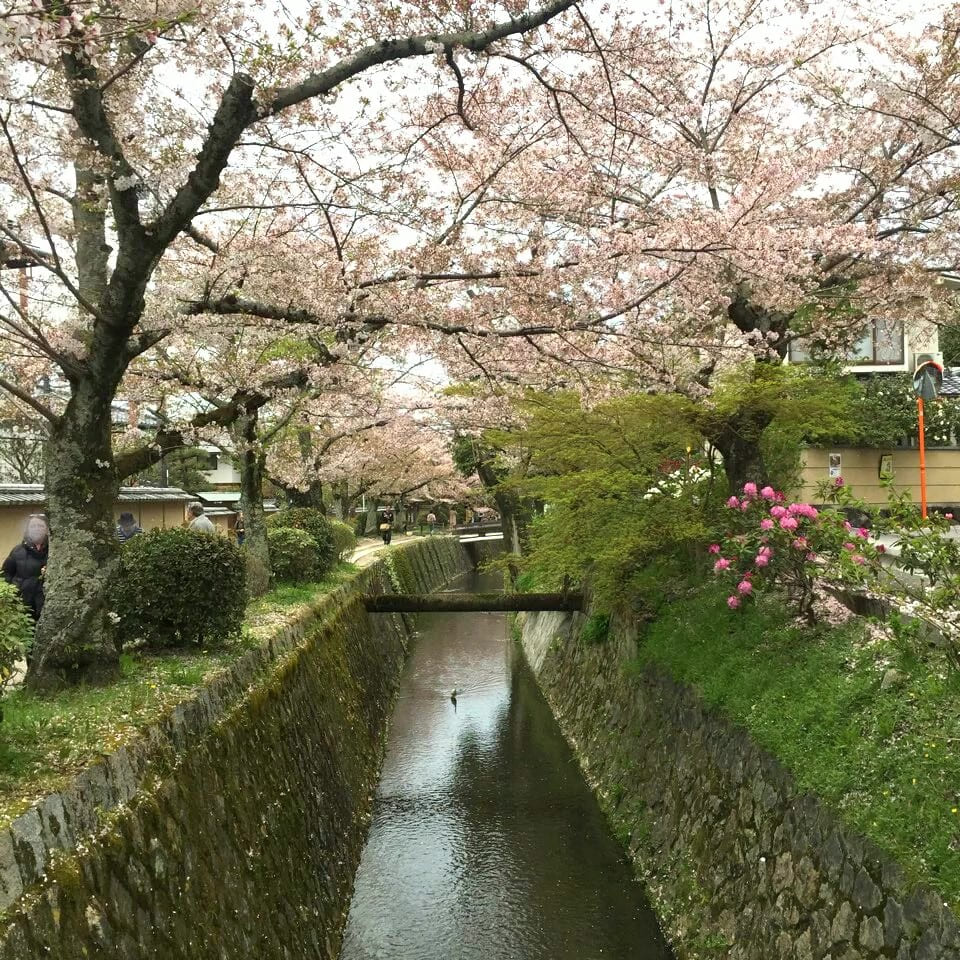 京都 哲学の道