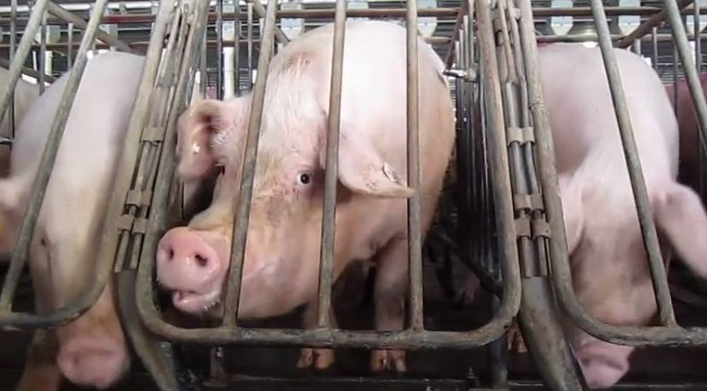 CAFO-妊娠クレートに監禁された豚