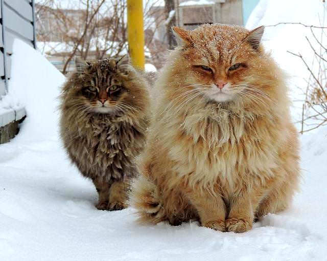 モフモフしたくなる猫や犬たち♪美しい毛並みを持つ動物画像２０選