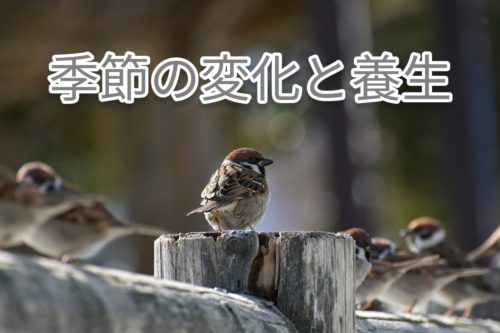 季節の変わり目を乗り切るための養生法~東洋医学~